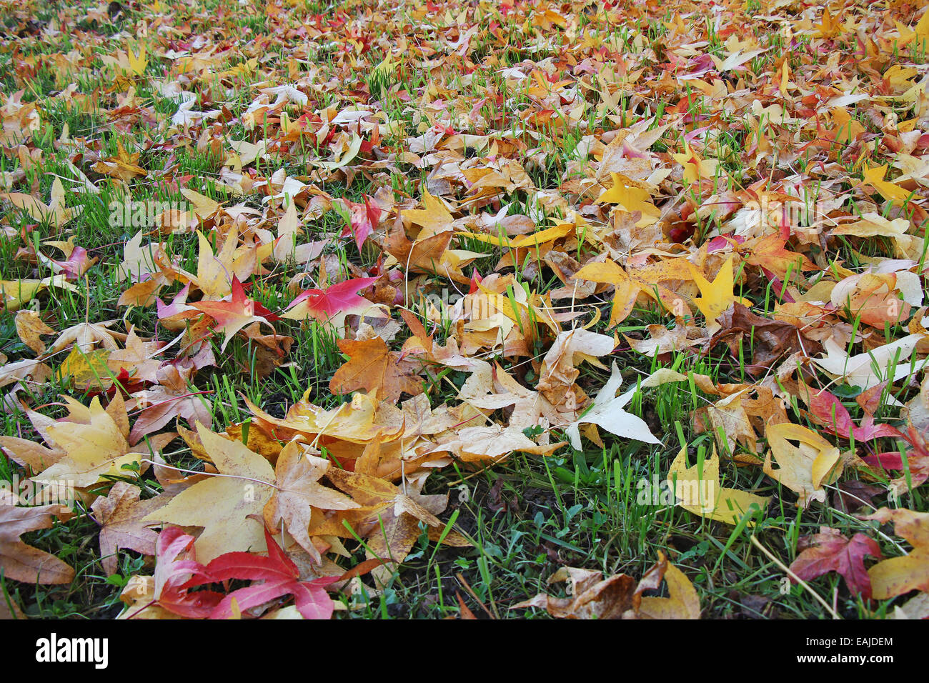 Autumn leaves falling hi-res stock photography and images - Alamy