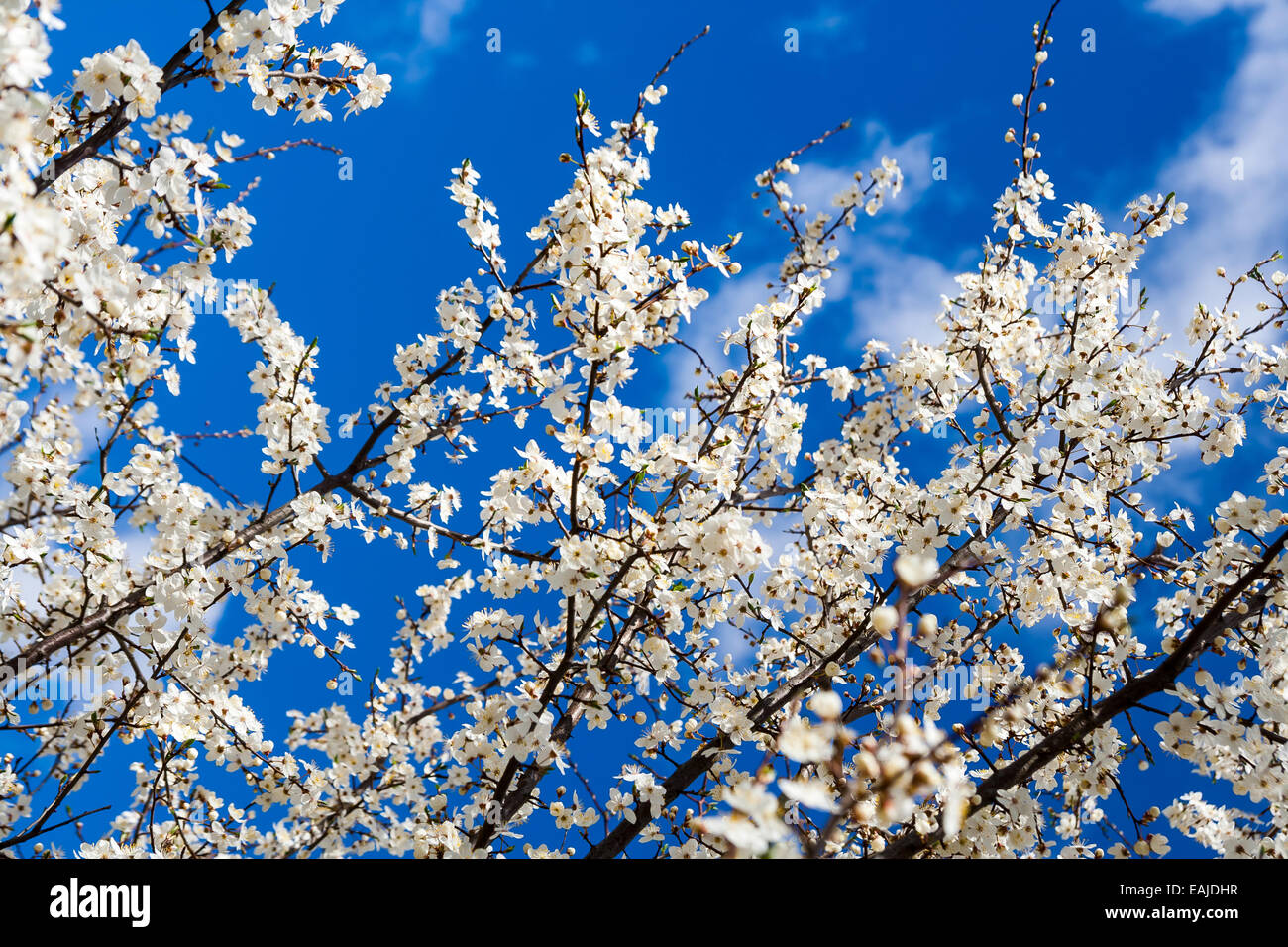 Cherry blossoms and blue sky Stock Photo - Alamy