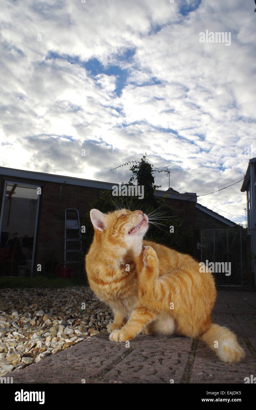 Ginger cat scratching on garden path Stock Photo Alamy