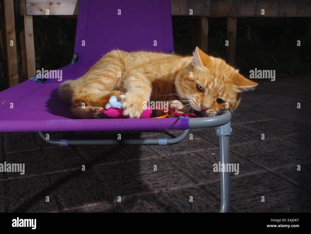 Ginger cat playing with toy mouse Stock Photo