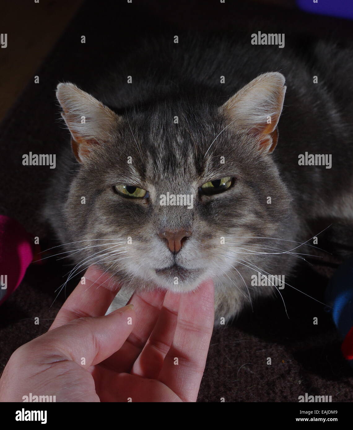Tabby cat having chin stroked Stock Photo Alamy