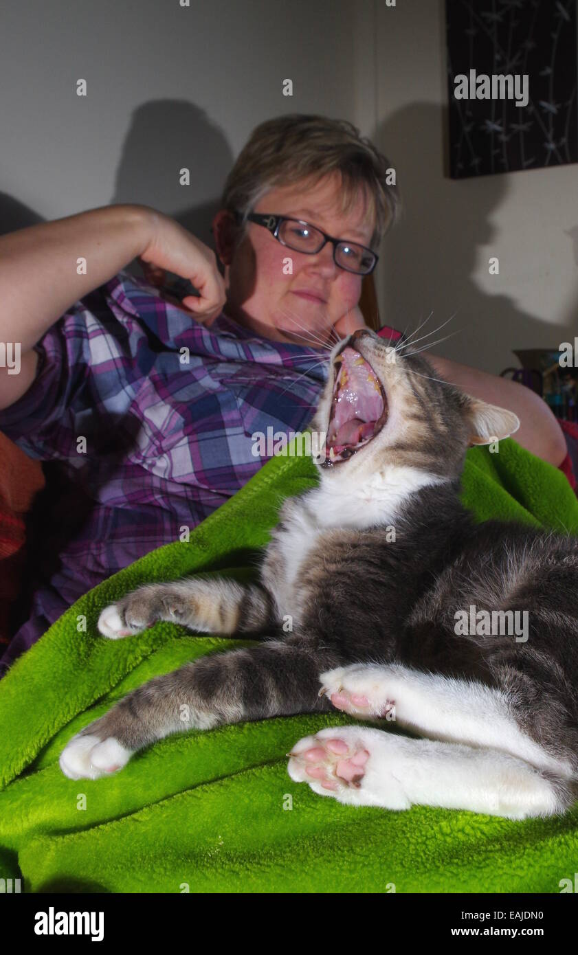 Tabby cat on couch with owner Stock Photo Alamy