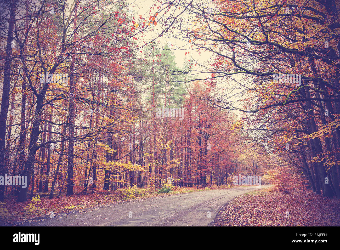 Retro filtered picture of a road in autumnal forest. Stock Photo