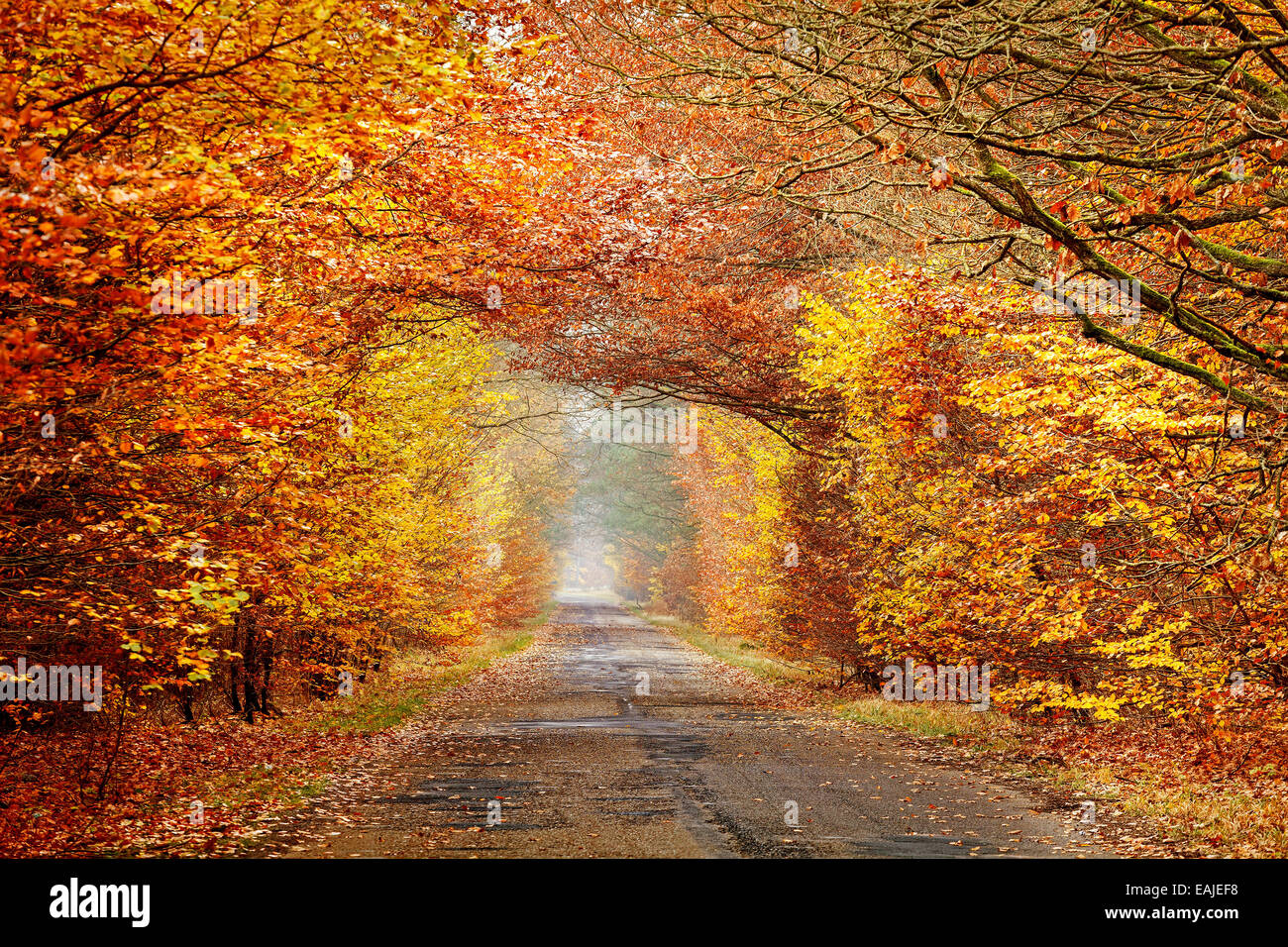 Red Leaves Autumn Mist Stock Photos Red Leaves Autumn Mist