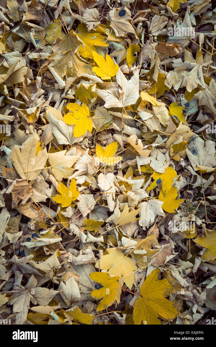 Fallen dead oak leaves hi-res stock photography and images - Alamy