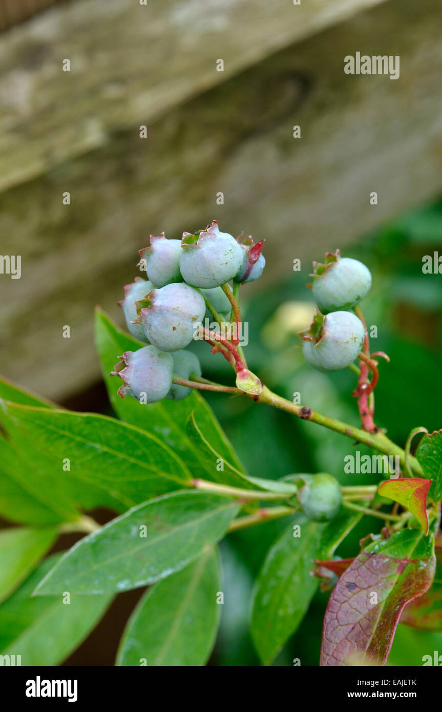 Closeup of Blueberries growing on plant in garden Stock Photo Alamy
