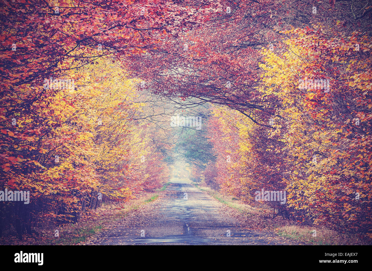 Retro vintage filtered picture of an autumnal forest. Stock Photo