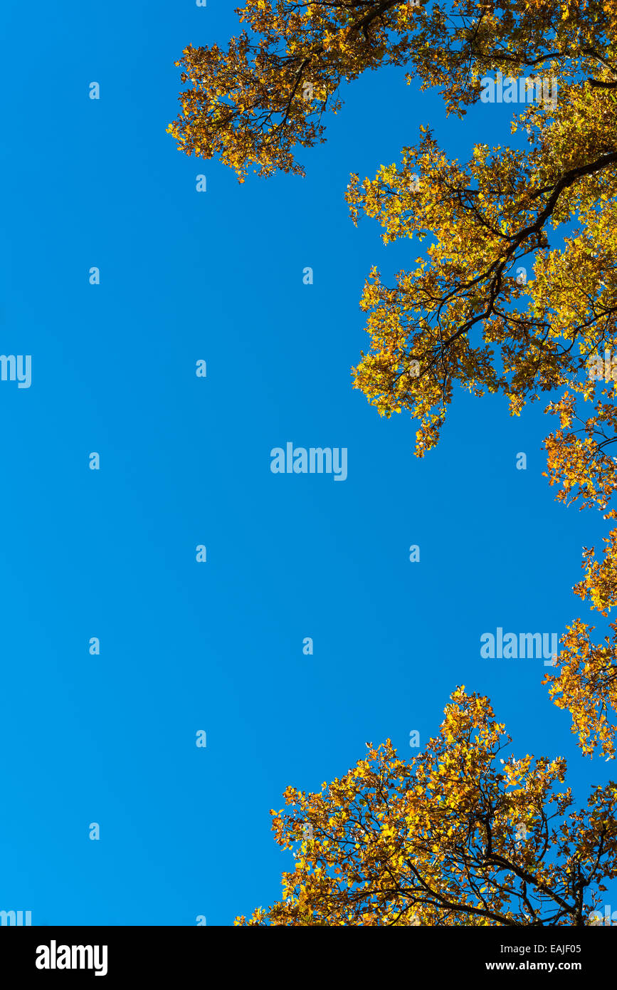 Autumn leaves against blue sky Stock Photo - Alamy
