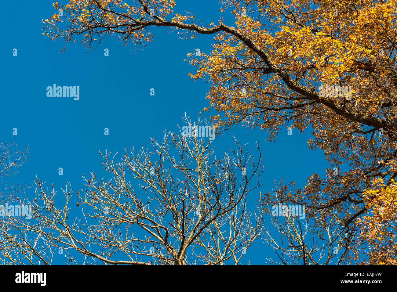Autumn leaves against blue sky Stock Photo - Alamy