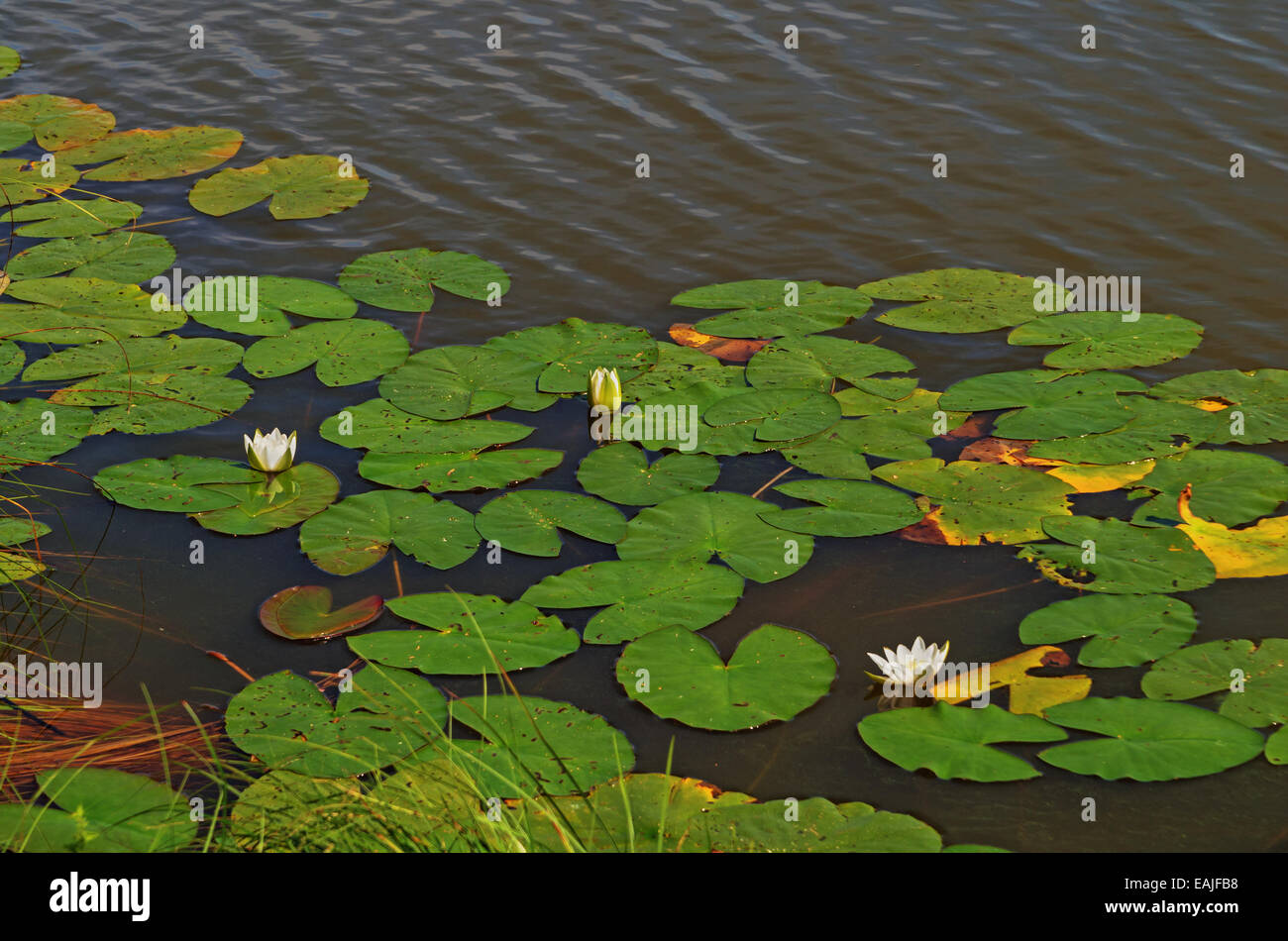 Summer lake landscape. Water lilies ( white Nymphaea) flowers. Stock Photo