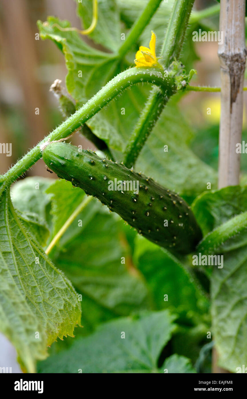 Cucumber Pot Cane Hi Res Stock Photography And Images Alamy