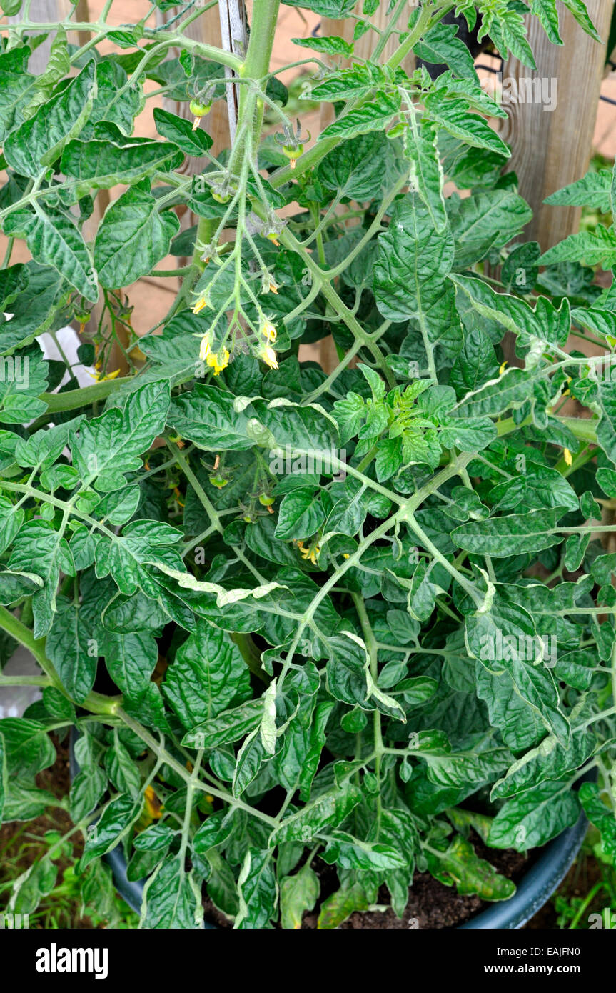 Organic Gardeners Delight Tomato Plant (Solanum Lycopersicum) flowering