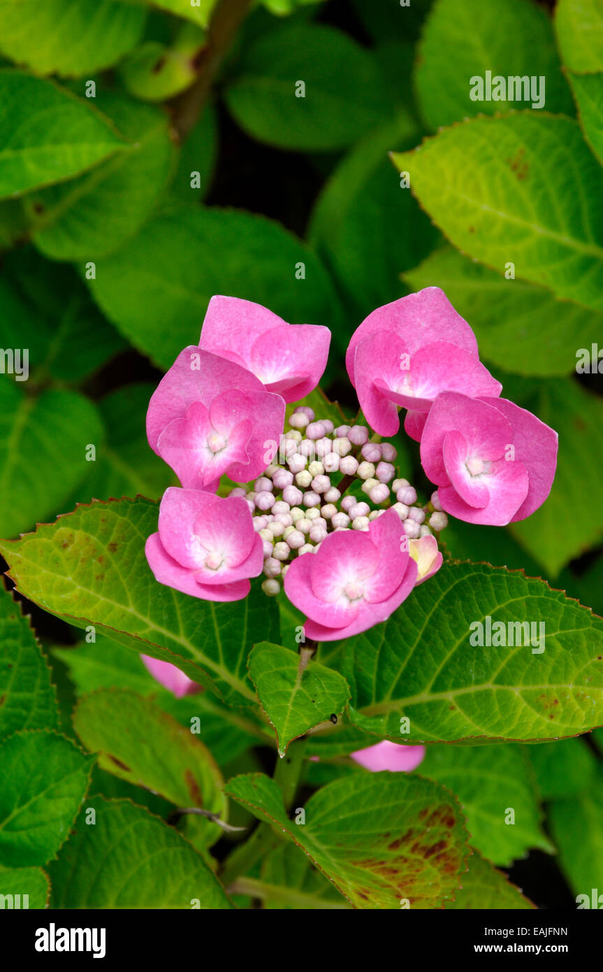 Pink Hydrangea macrophylla Flower Head Stock Photo - Alamy