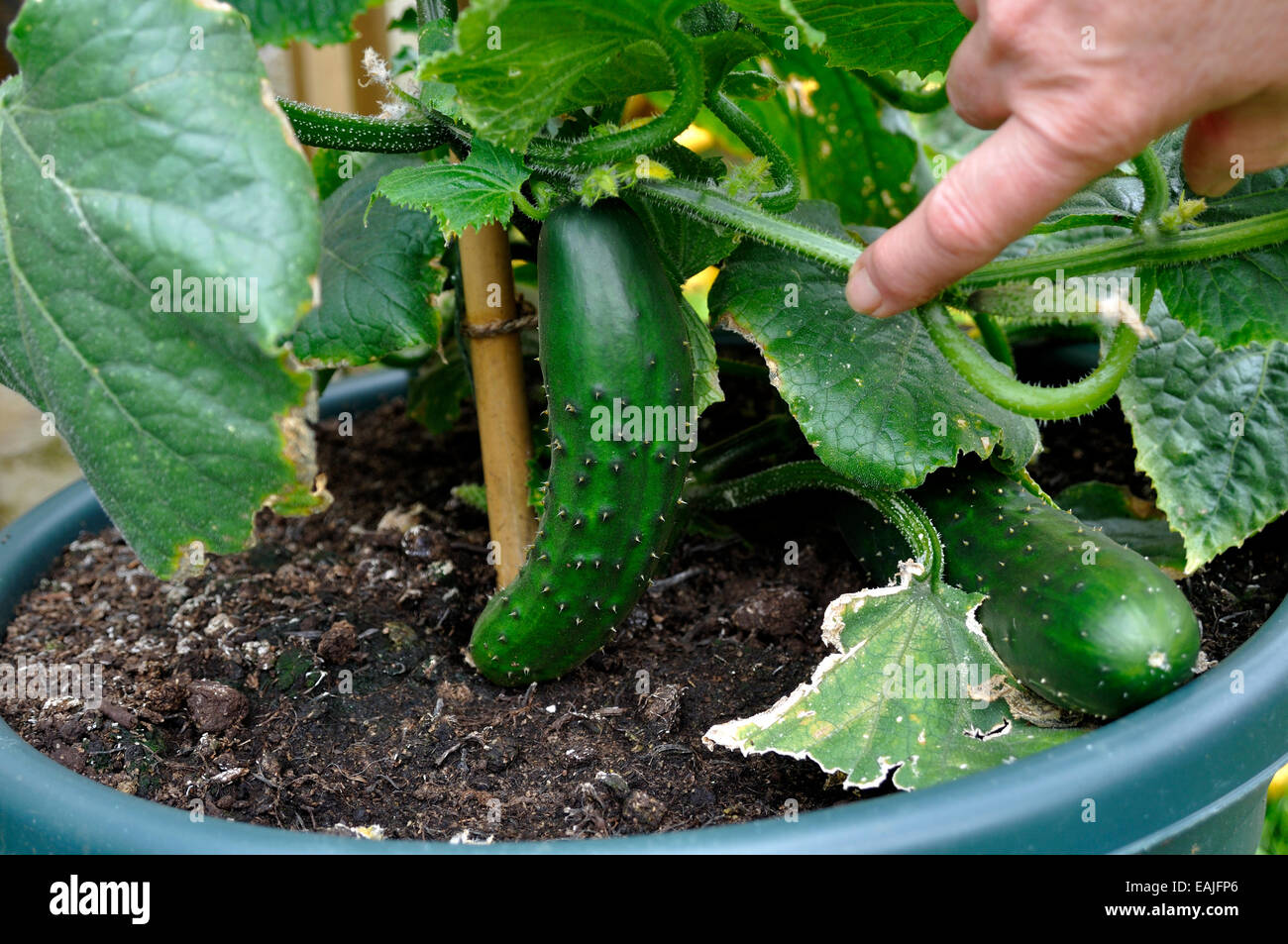 Organic Cucumbers (Cucumis sativus) 'Marketmore' variety ready to pick