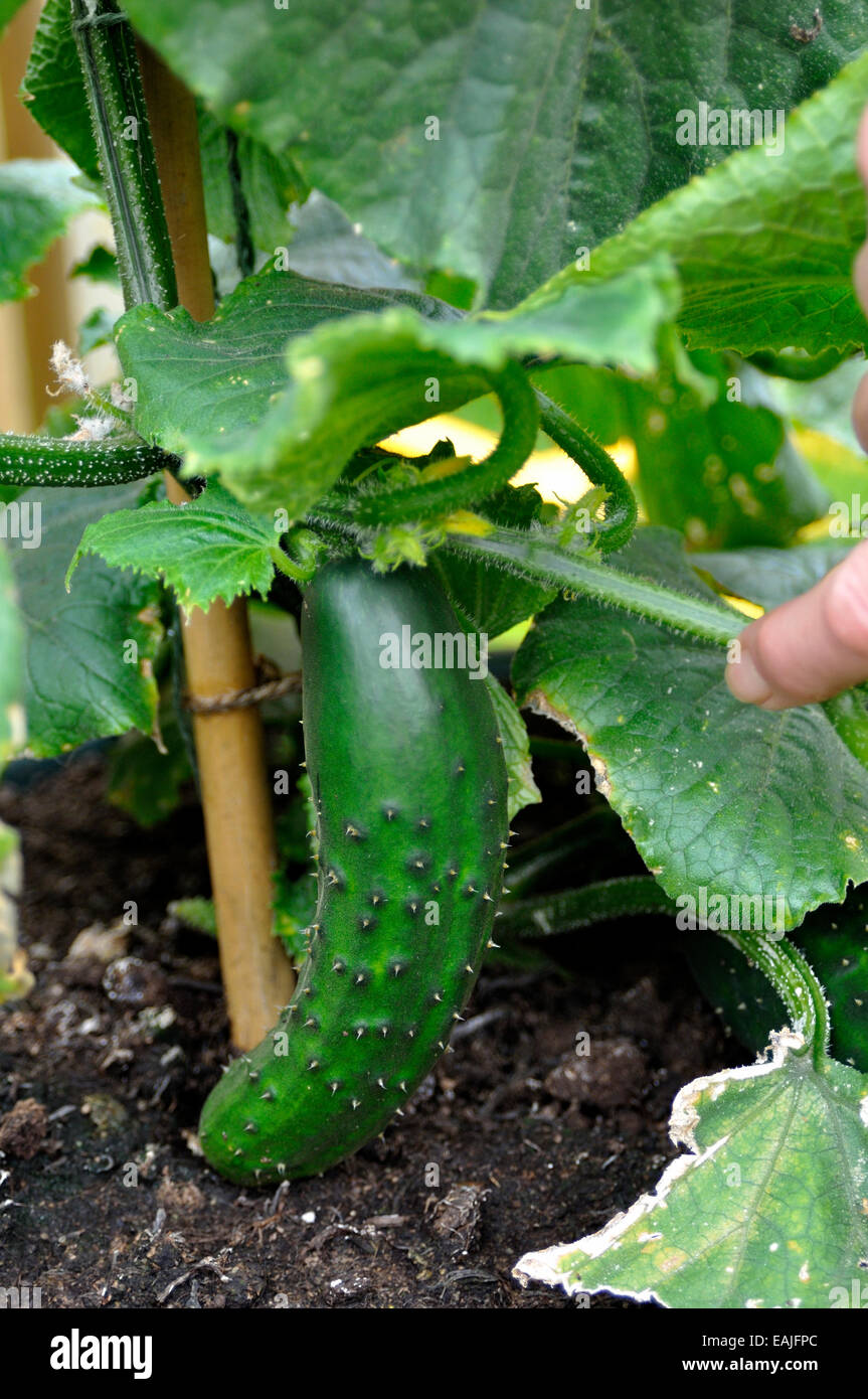 Organic Cucumber (Cucumis sativus) 'Marketmore' variety ready to pick