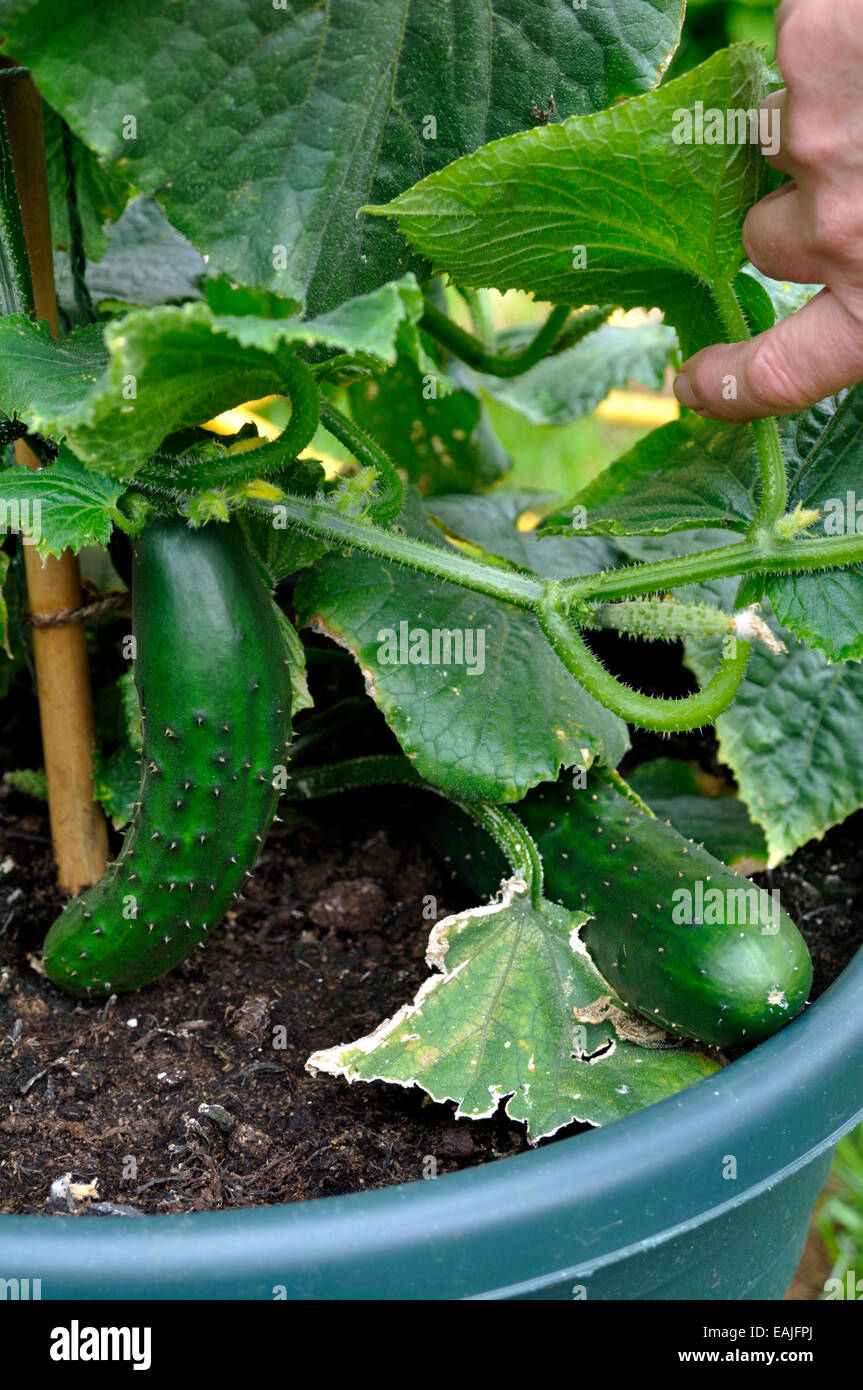 Organic Cucumbers (Cucumis sativus) 'Marketmore' variety ready to pick