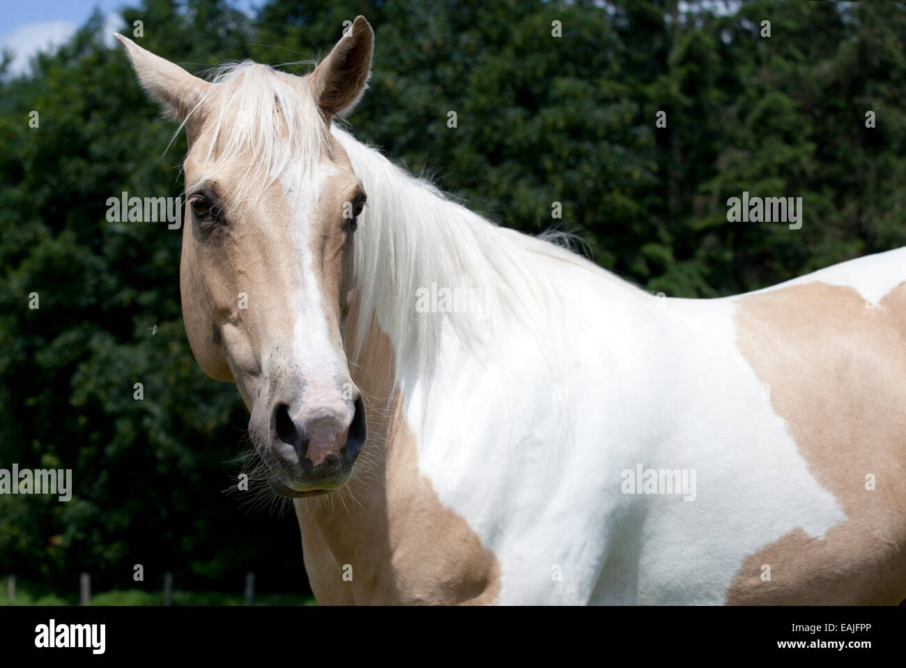 Palomino Paint Horse With Blue Eyes