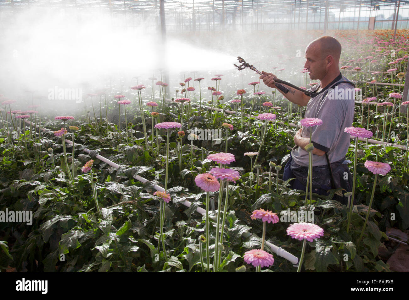 man sprays pink gerbera flowers in greenhouse in the netherlands Stock Photo