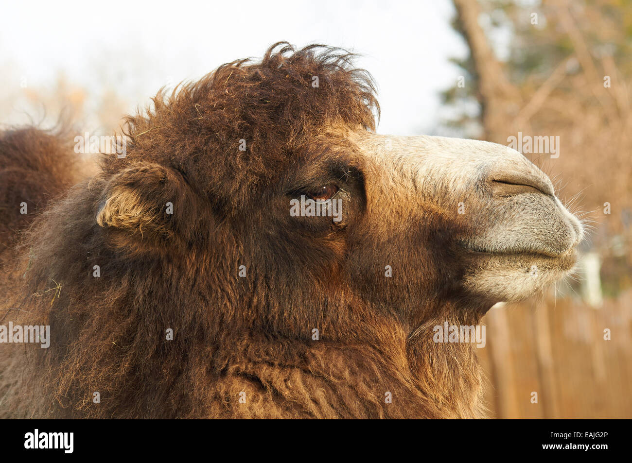 profile portrait of a big brown camel Stock Photo