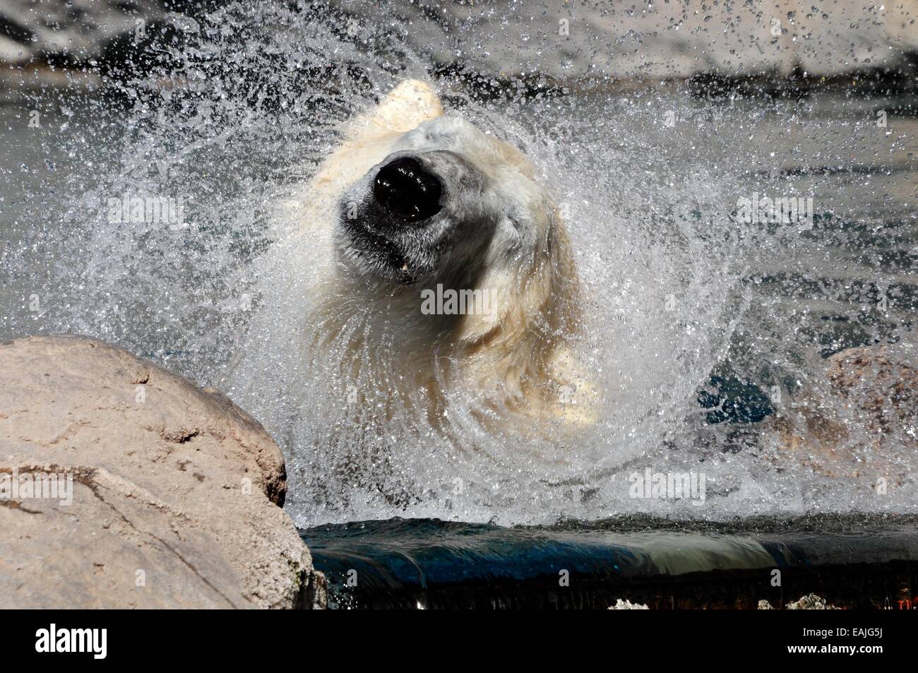 Polar Bear shake at Albuquerque, New Mexico Zoo Stock Photo