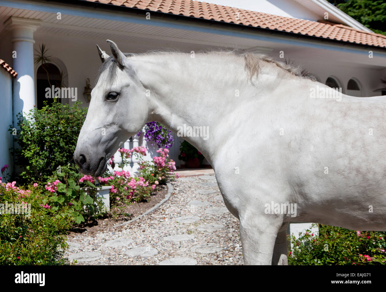 a white horse Andalusia stands before a finca in the garden Stock Photo
