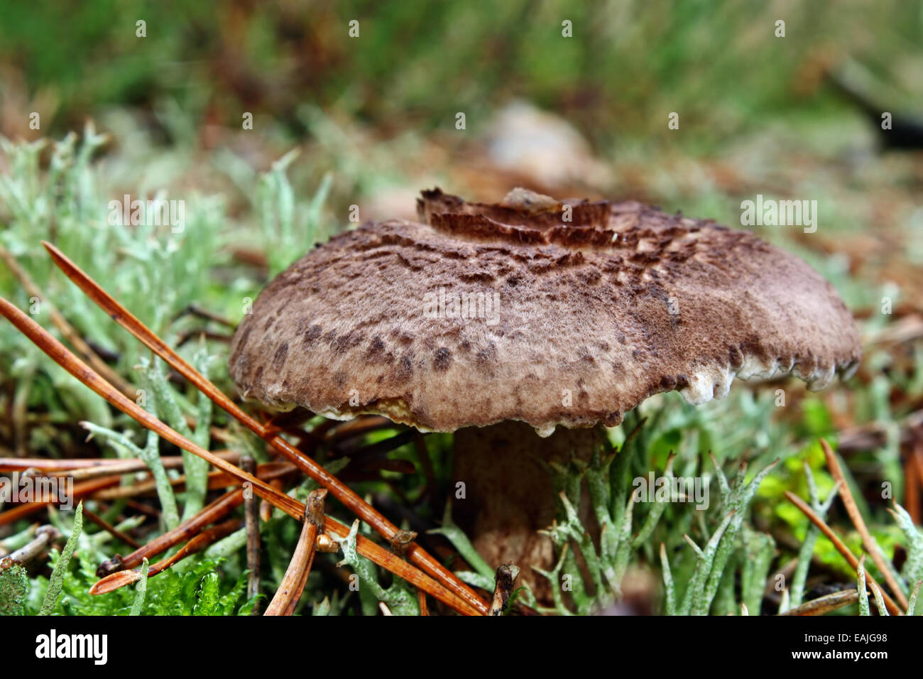 Brown mushrooms sarcodon growing in the forest Stock Photo