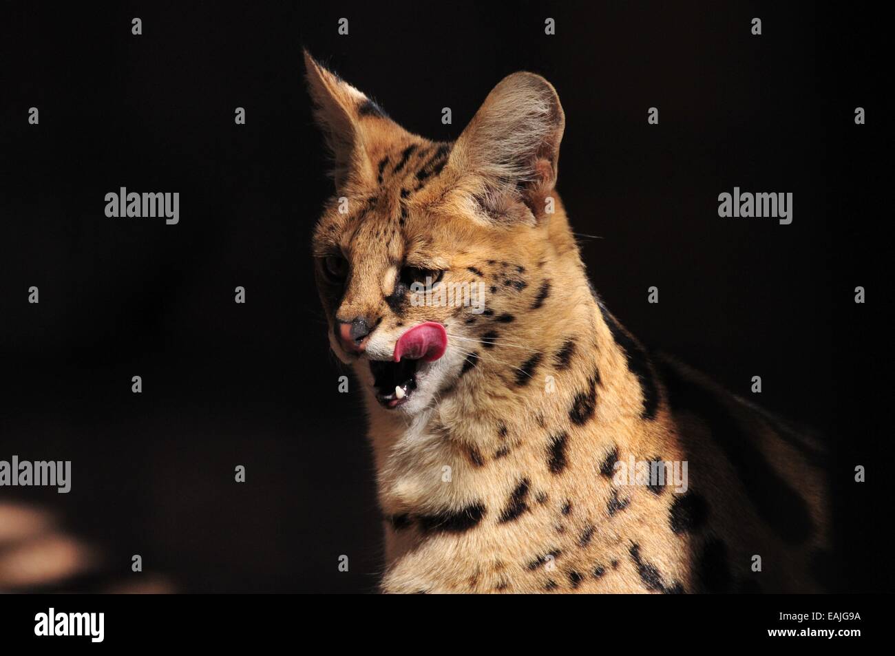 Serval licking it's lips. Stock Photo