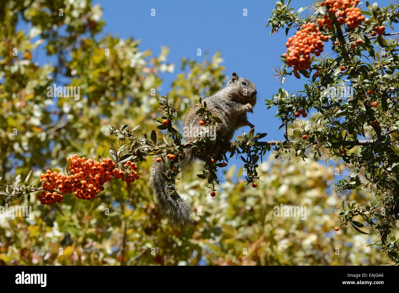 Rock Squirrel stuffing himself with berries Stock Photo