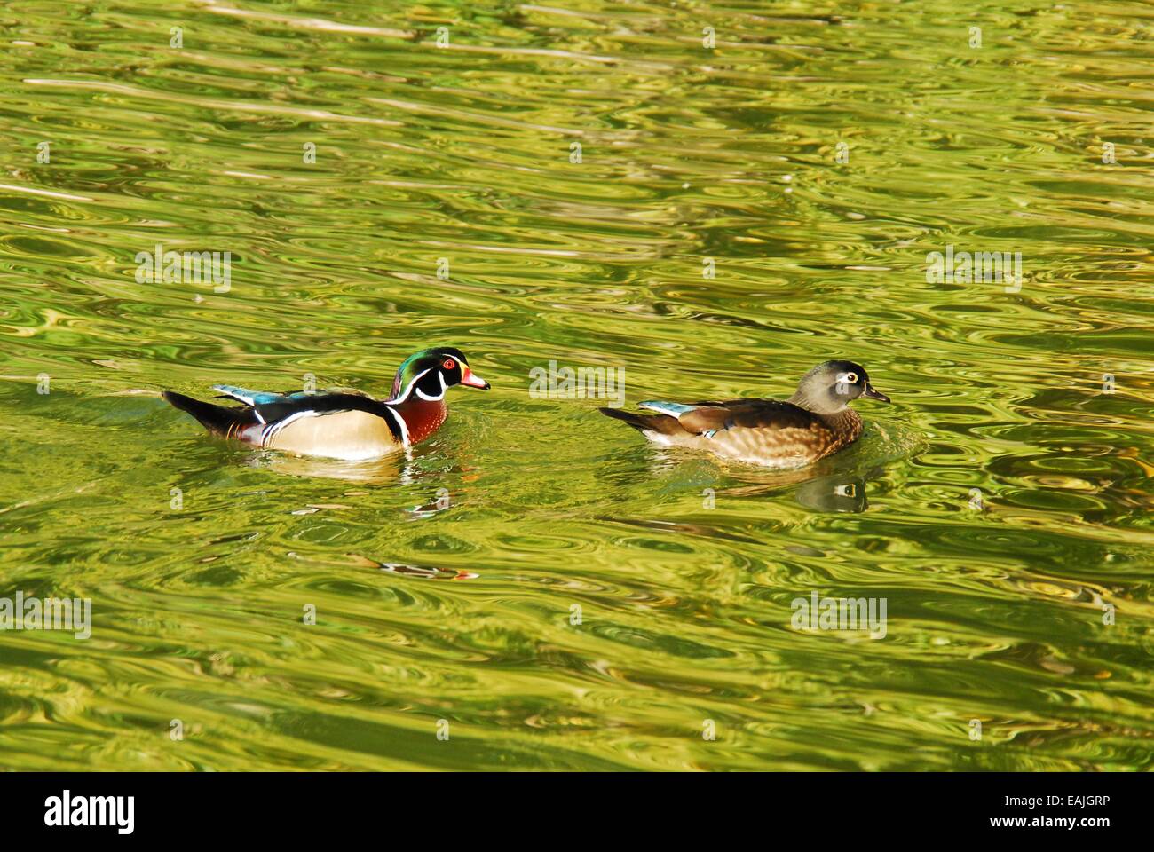 Wood Duck pair in rippling waters. Stock Photo