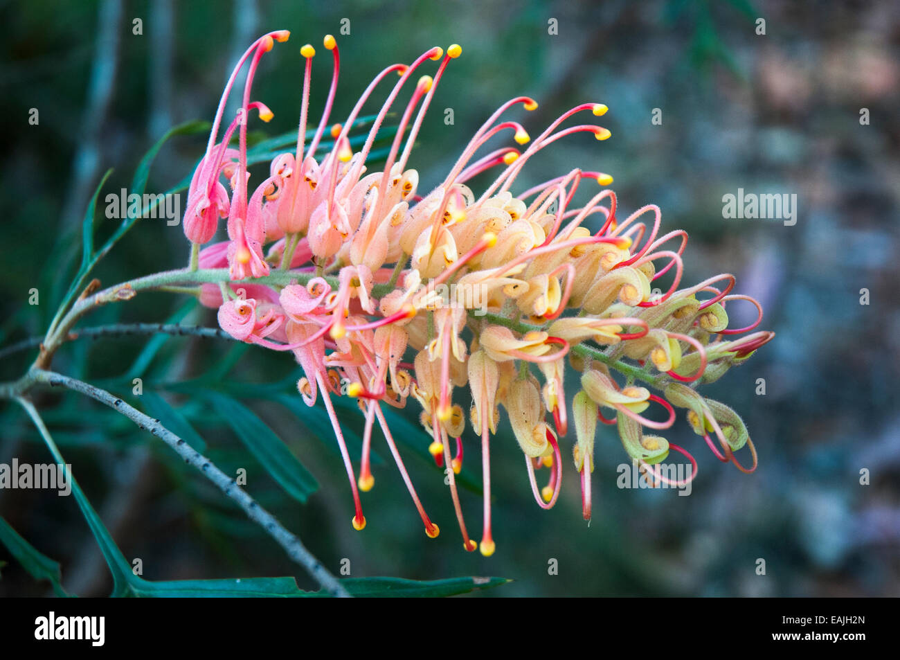 Native Australian grevillea flowers, probably the Peaches and Cream variety, Maroochy Regional Bushland Garden, Sunshine Coast, Queensland Stock Photo