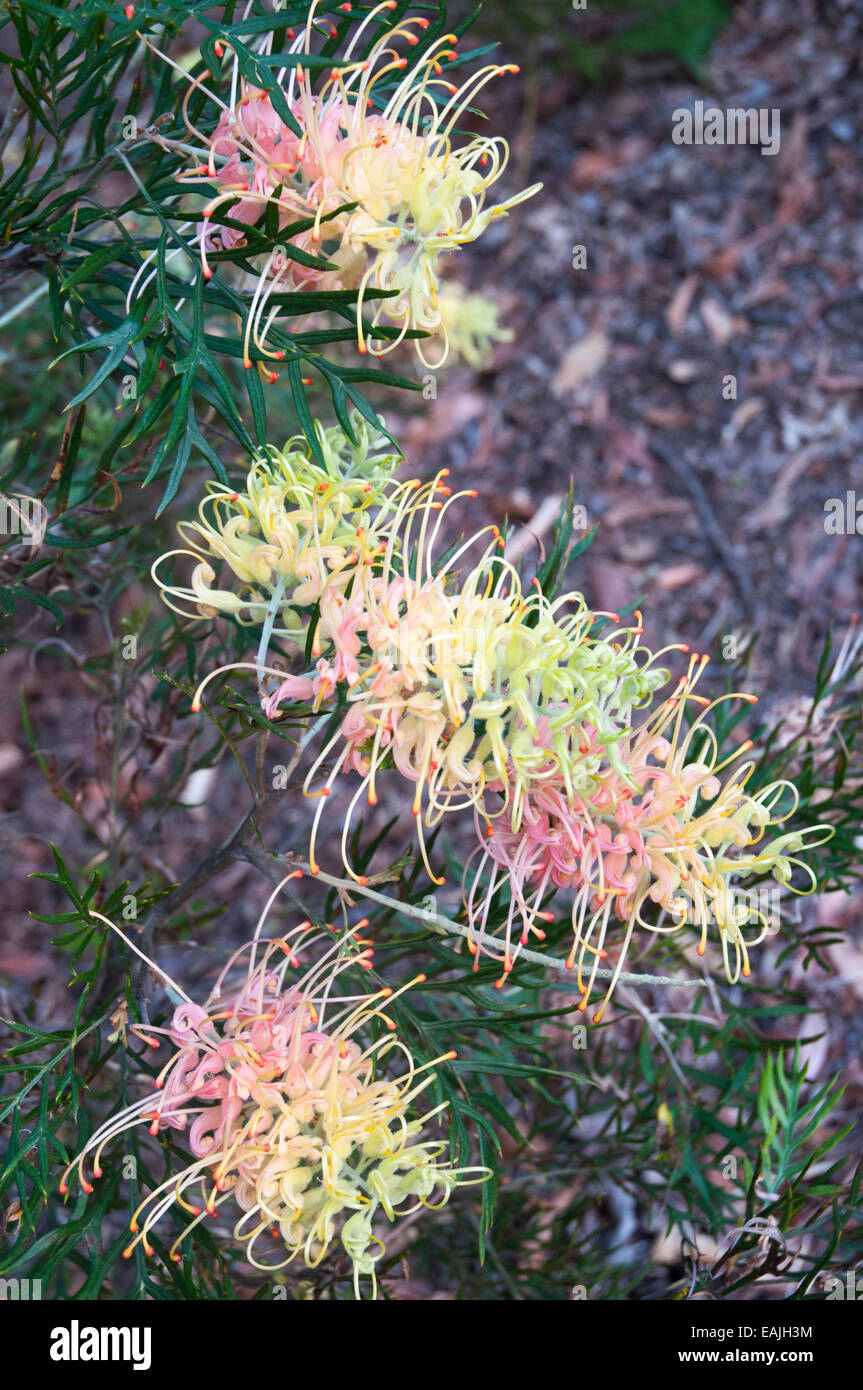 Flowering native grevillea, probably the Peaches and Cream variety, Maroochy Regional Bushland Garden, Sunshine Coast, Queensland, Australia Stock Photo