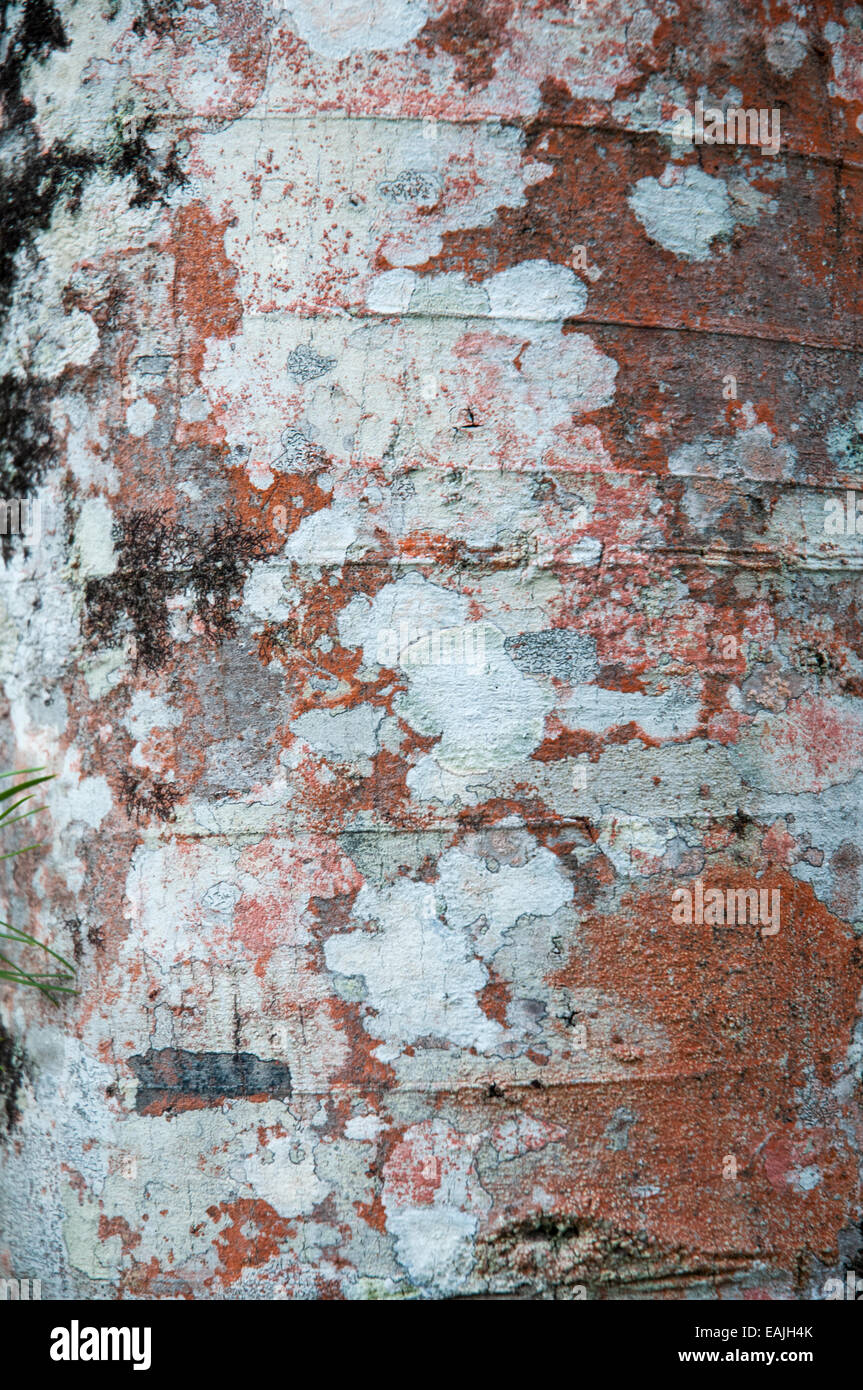 Tree-trunk textures at Caloundra, Sunshine Coast Stock Photo
