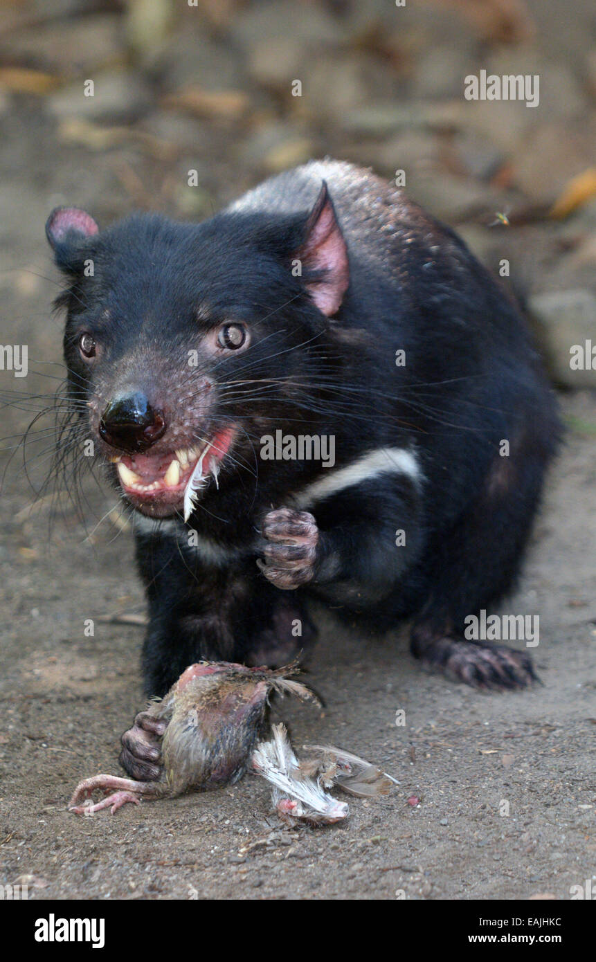 Tasmanian Devil High Resolution Stock Photography and Images - Alamy