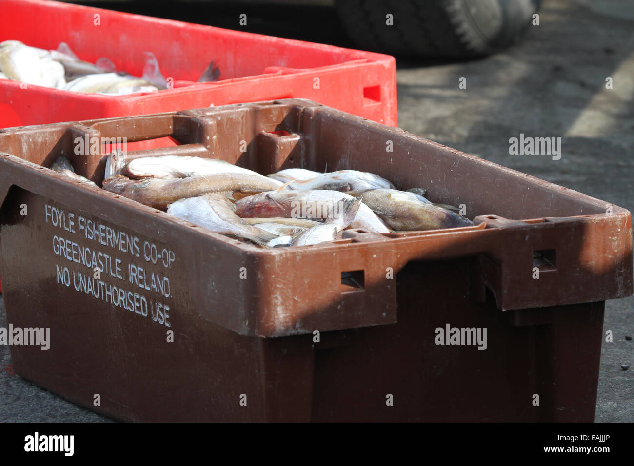 Boxes of freshly caught fish hi-res stock photography and images - Alamy
