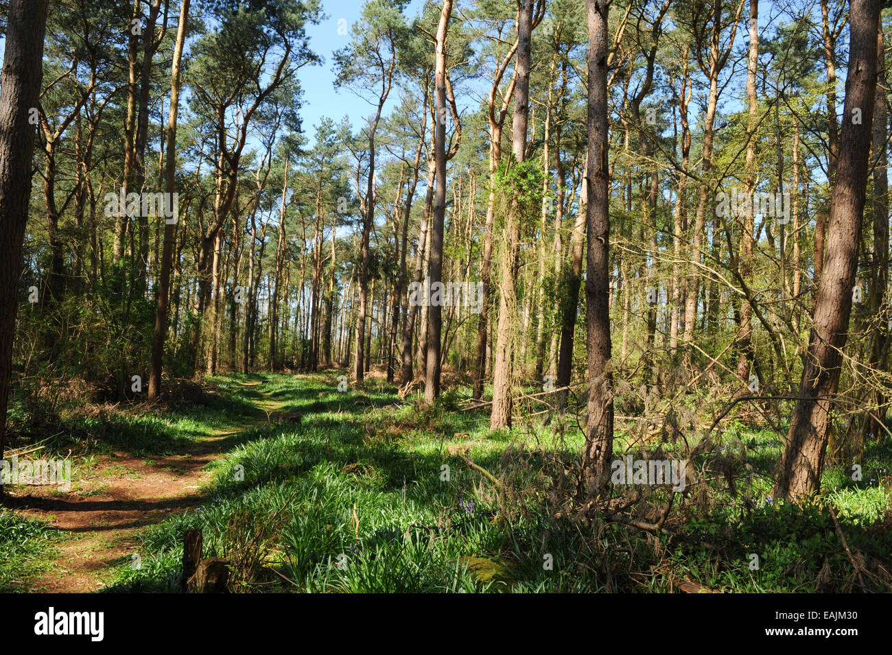Oakley wood stock photography and images -