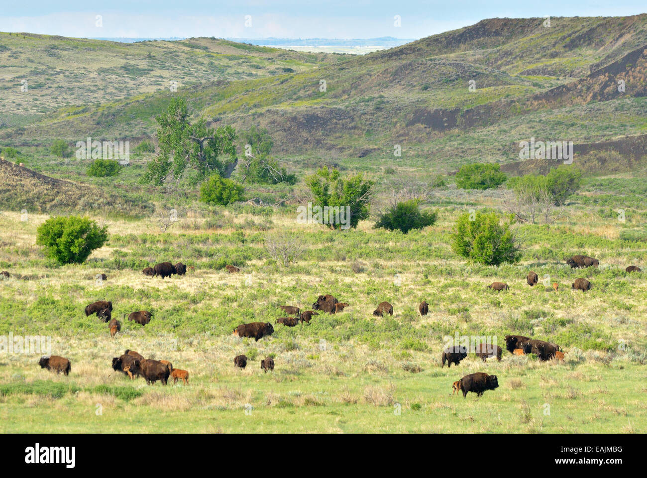 Bison herd on the Great Plains of Montana at American Prairie Reserve. South of Malta, Montana. Stock Photo