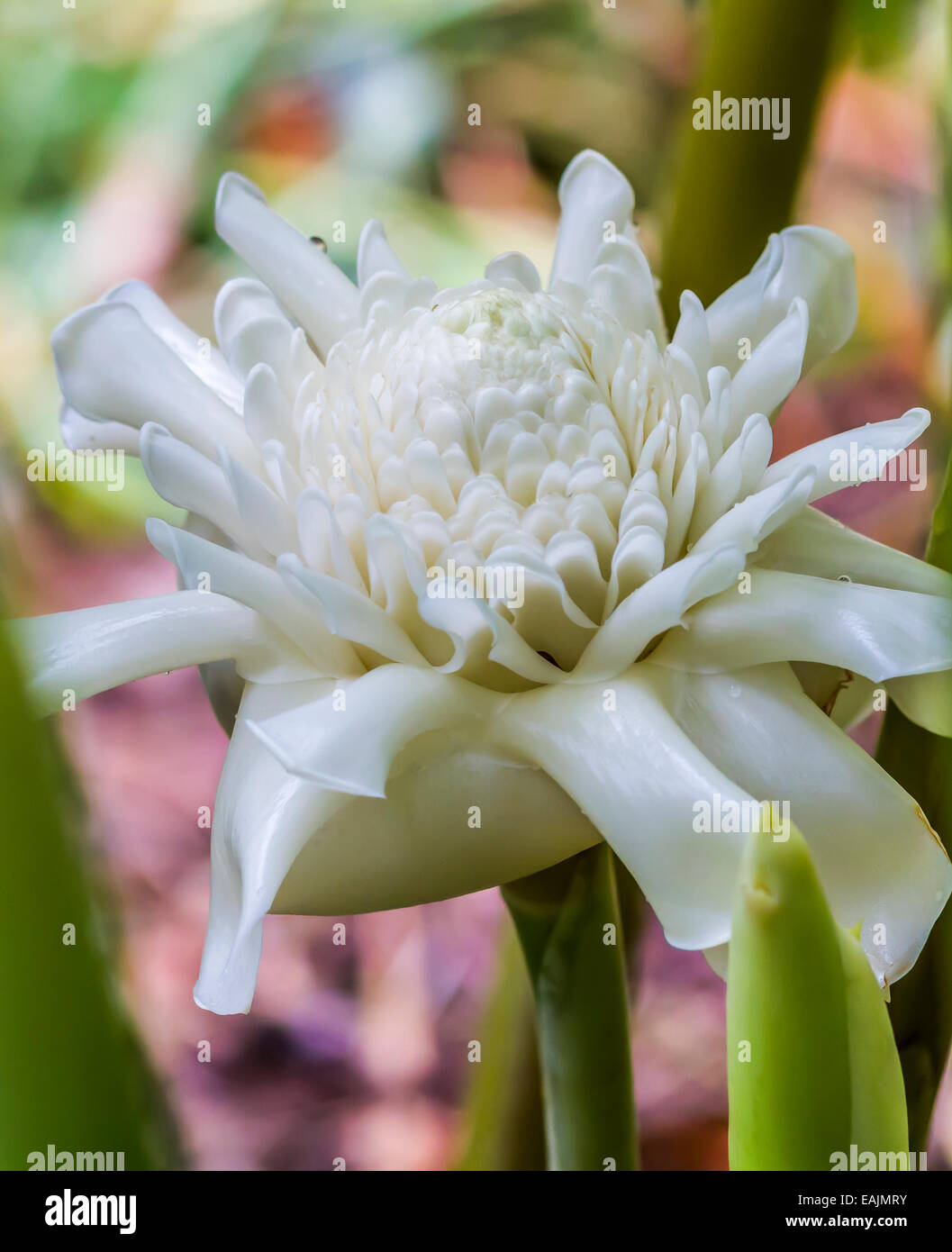 White Torch Ginger flower Stock Photo Alamy