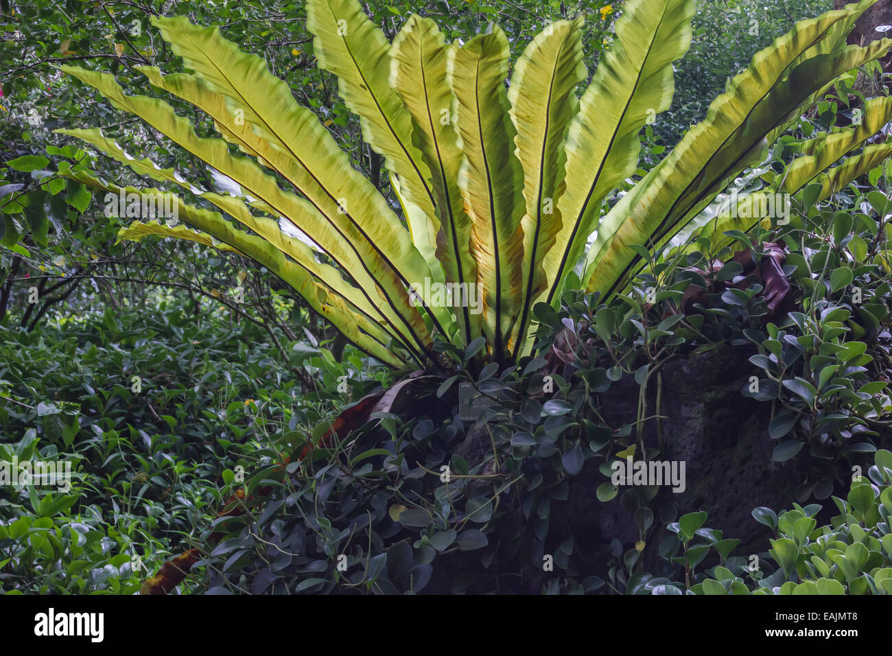 Big birds nest hi-res stock photography and images - Alamy