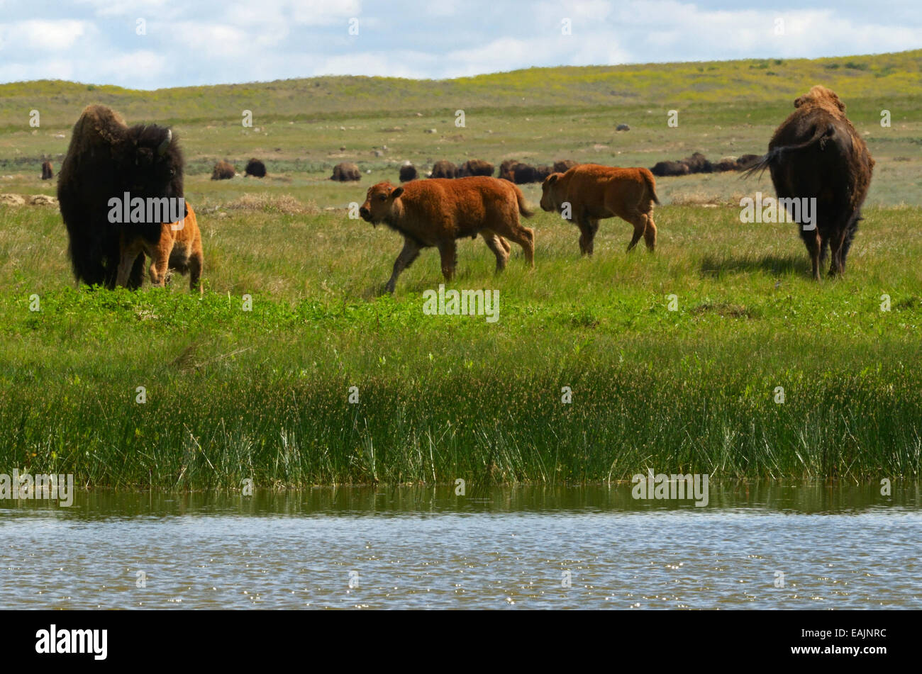 A bison herd and bison calf's by a wetland pond on the Great Plains of Montana at American Prairie Reserve. South of Malta, MT Stock Photo