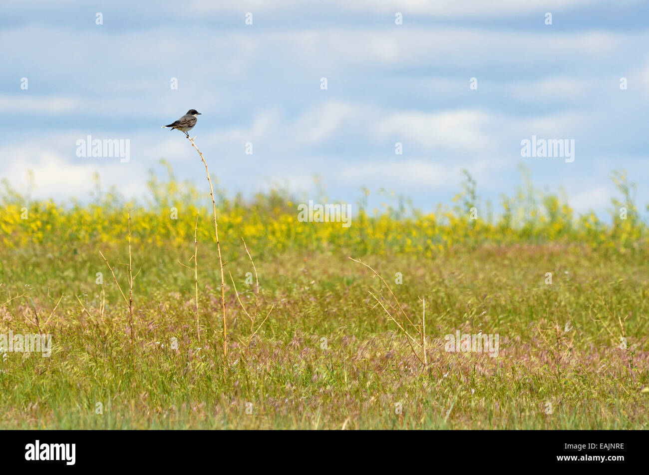 Eastern Kingbird on the Great Plains of Montana at American Prairie Reserve. South of Malta, Montana. Stock Photo
