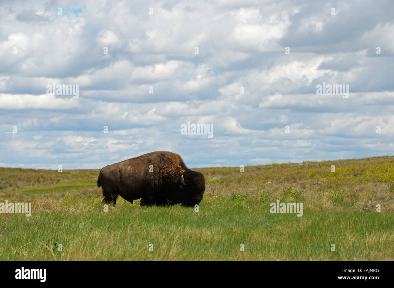 Bison on the Great Plains of Montana at American Prairie Reserve. South of Malta, Montana. Stock Photo