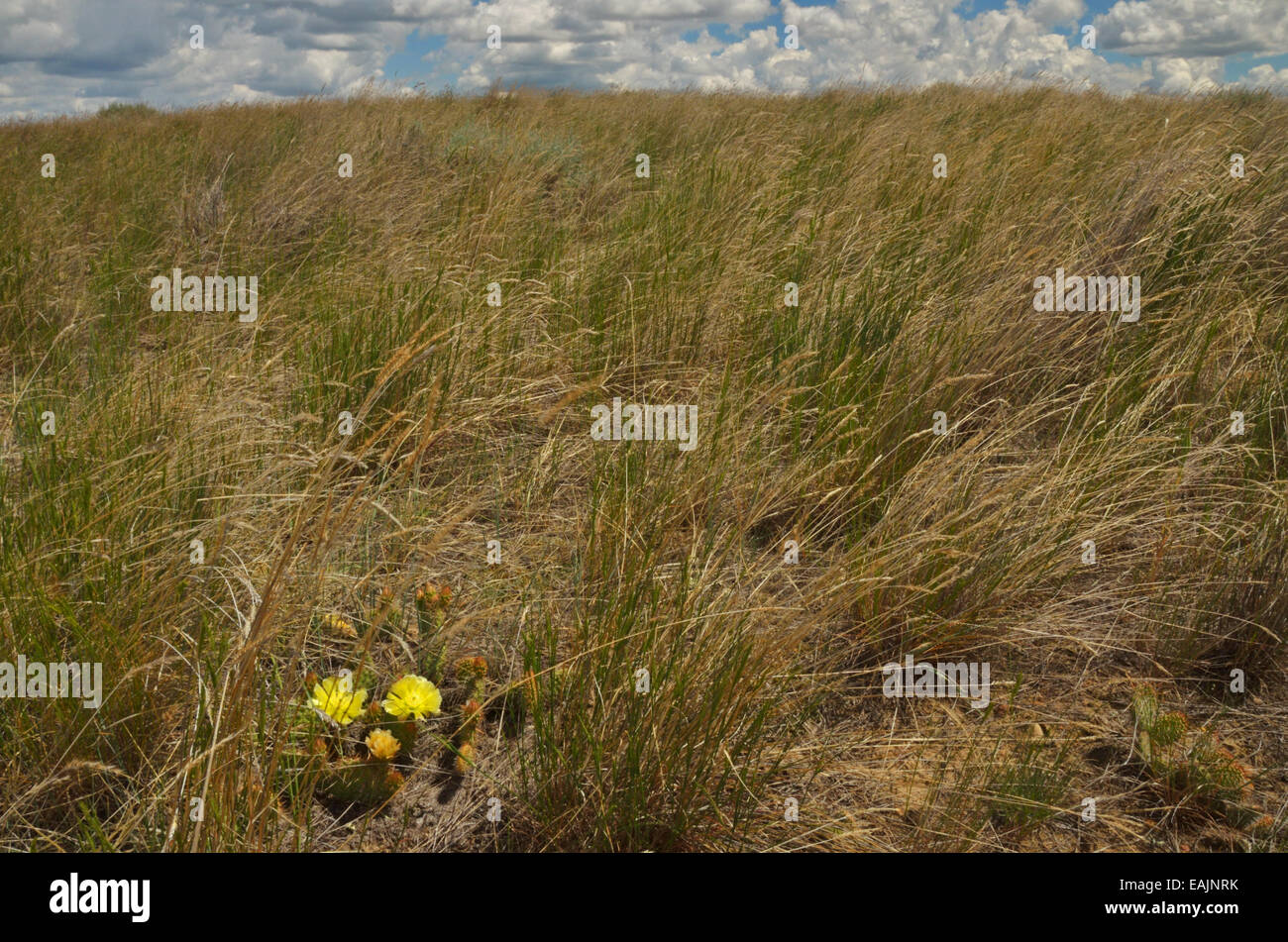 A prickly pear cactus blooms while prairie grasslands bend to the force of the wind at American Prairie Reserve, Great Plains MT Stock Photo