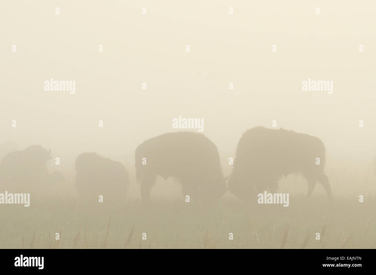 Bison sparring in the fog on the Great Plains of Montana at American Prairie Reserve. South of Malta in Phillips County Montana. Stock Photo