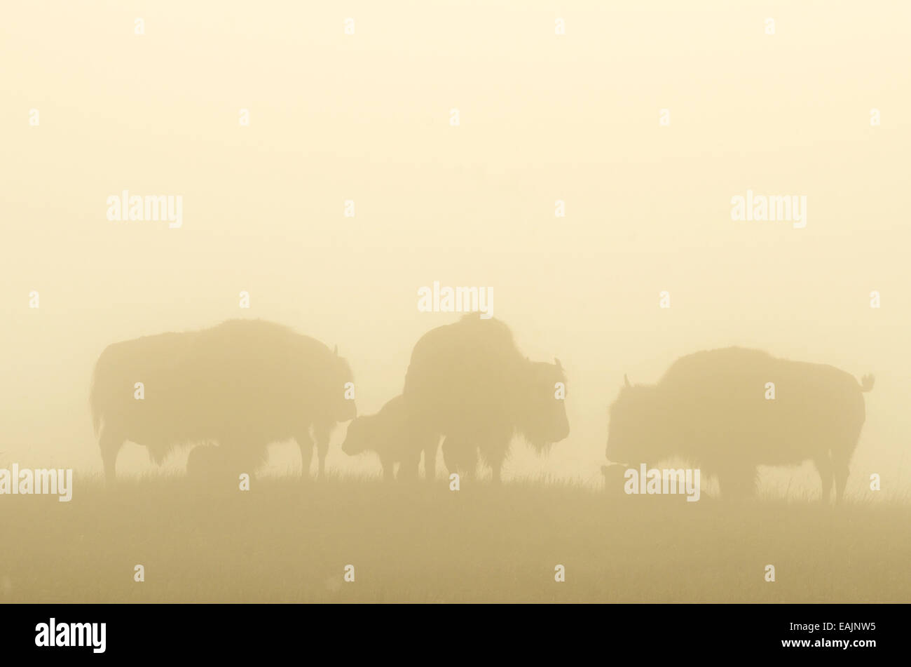 Bison with calves in the fog on the Great Plains of Montana at American Prairie Reserve. South of Malta in Phillips County, Mont Stock Photo