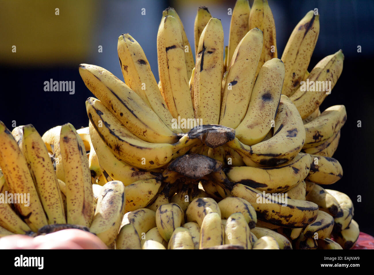 Bananas,Bunch,Fresh,Fruits,raw,food,healthful Stock Photo