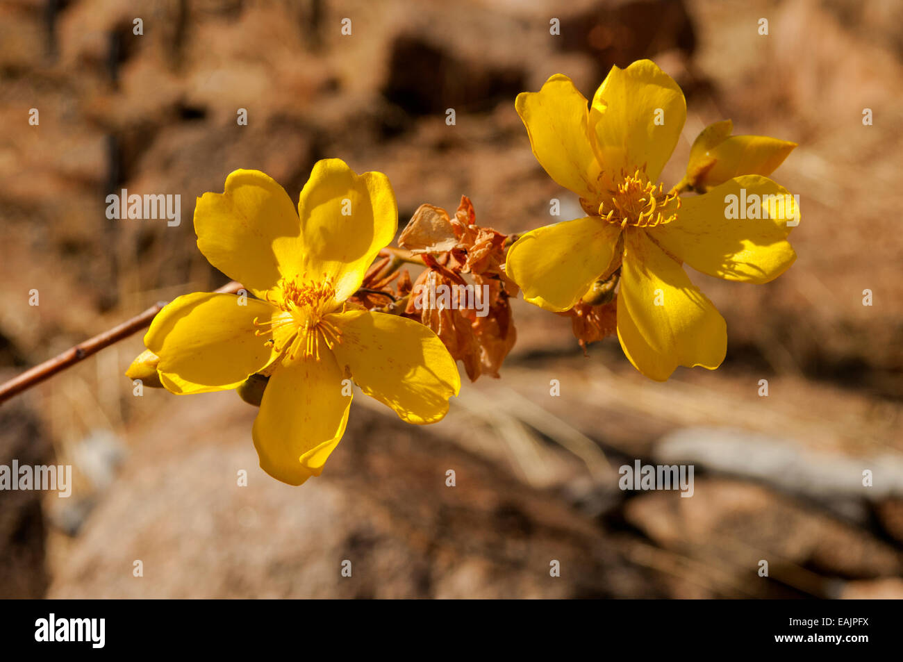 Cochlospermum fraseri, Kapoc Tree Flower near Katherine, NT, Australia Stock Photo