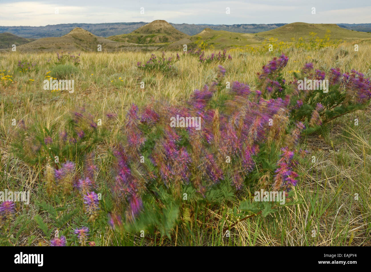 Penstemon blowing in the wind on the Great Plains of Montana by the Missouri River Breaks, American Prairie Reserve. Stock Photo