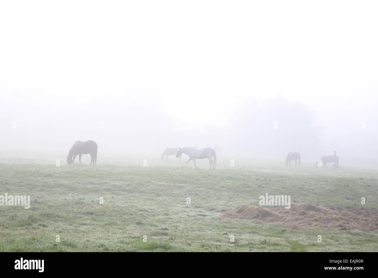 horses along the stowe recreational bike path in vermont Stock Photo