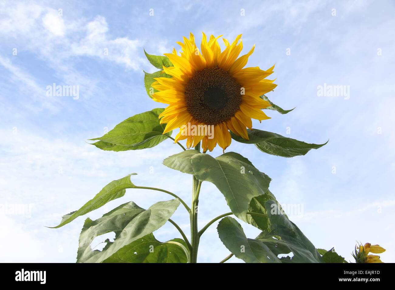 sunflower Stock Photo