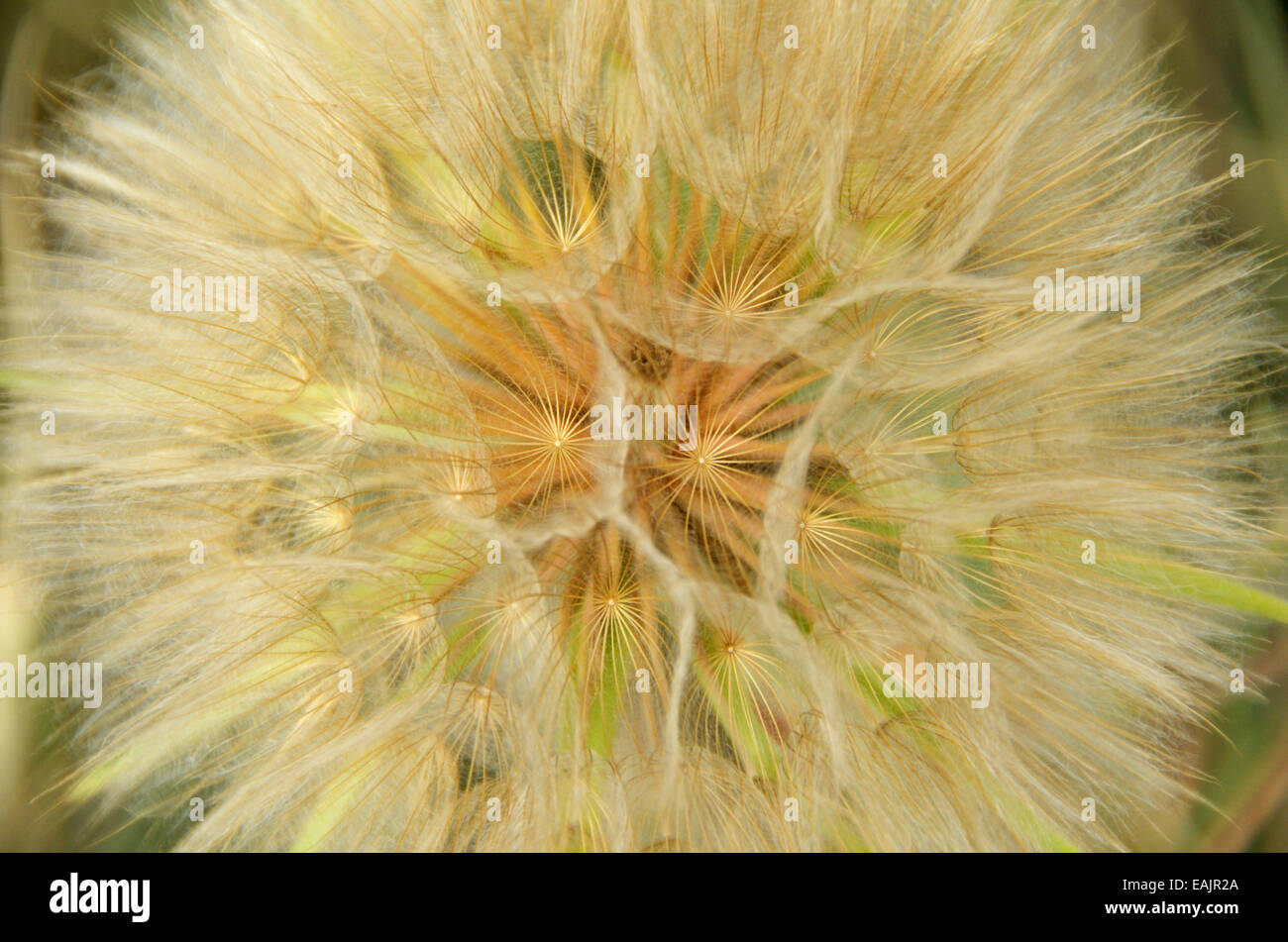 Yellow salsify seedhead. Great Plains in the American Prairie Reserve region of the C.M. Russell National Wildlife Refuge. Stock Photo